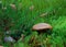 Small mushroom on a rainy day