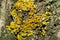 Small mushroom spores of yellow color on the bark of a tree. Macro