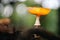 Small mushroom in a sunlit forest with blurred background of plants