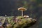 Small mushrooms on cone of spruce