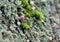 Small mushrooms Galerina among moss