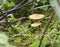 Small Mushrooms in Green Foliage