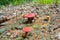 Small mushrooms grow on a bed of larch needles