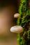 Small mushrooms grow on decayed tree trunk with green moss