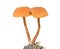 Small mushrooms Hygrocybe laeta 6