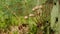 Small mushrooms mitseny on fallen trees