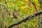 Small mushrooms standing on a branch and its pine cones