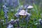 Small mushrooms toadstool warm autumn