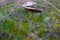 Small mushrooms toadstool warm autumn