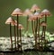 Small mushrooms toadstools in the forest