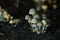 Small mushrooms toadstools. Psilocybin mushrooms on dark background
