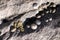 Small mussels attach itself to a rock, South Island New Zealand