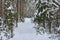 A small narrow path in a dense winter beautiful forest