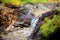 Small and narrow stream winding throught the dense forest on early spring