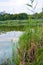 Small natural Lake Pishchevoye with green hills, unusual trees, reeds and vegetation in the area of the residential area of the No