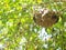 Small natural nest of tropical dangerous aggressive insect: Paper Wasp,Vespa affinis, in a bush in home garden authentic shot unde