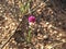 Small Nature Flower in the mountain