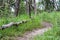 Small nature trail with wooden rail.