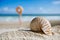 Small nautilus shell on beach against blue sea