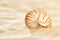 Small nautilus shell on beach sand