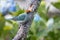 Small near endemic bird from Colombia perched on a dead tree trunk