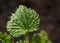 Small nettle growing leaf