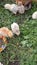 A small newborn chicken walks on the green grass on the farm