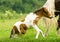 A small, newborn and cute skewbald foal, white and brown, of an Icelandic horse, is trying to get up from the ground, very clumsy