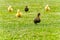 Small newborn ducklings running on backyard on green grass. Blured focus. Yellow cute duckling running on meadow field