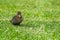 Small newborn ducklings walking on backyard on green grass. Brown cute duckling running on meadow field on sunny day.