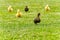 Small newborn ducklings walking on backyard on green grass. Yellow cute duckling running on meadow field on sunny day.