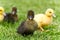 Small newborn ducklings walking on backyard on green grass. Yellow cute duckling running on meadow field on sunny day.