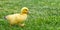 Small newborn ducklings walking on backyard on green grass. Yellow cute duckling running on meadow field in sunny day