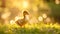 Small newborn ducklings walking on backyard on green grass. Yellow cute duckling running on meadow field in sunny day