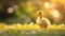 Small newborn ducklings walking on backyard on green grass. Yellow cute duckling running on meadow field in sunny day