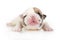 Small newborn English bulldog puppy over white