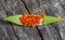 Small newborn orange bedbugs hemiptera on a green leaf on an old piece of wood, top view