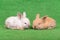 Small newborn rabbits