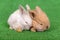 Small newborn rabbits