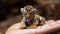A small newborn tiger lies on a person\\\'s hand