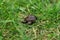 A small newborn turtle crawling on the fresh spring green grass