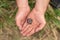 A small newborn turtle sits in the arms of a male fisherman who saved her