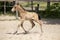 Small newborn yellow foal. He galloped unstable for the first time in the sand