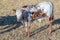 A small Nguni calf isolated