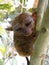 A small nocturnal animal, the tarsier, with fixed round eyes, on a tree branch.