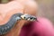 Small non-poisonous grass snake on the man`s palm