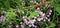 Small northern pink flowers in the grass