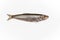 Small northern sprat fish on a white background