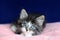 A small Norwegian kitten tabby gray black and white In lying position with eyes to up on pink cushion and blue background