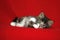 A small Norwegian kitten tabby gray black and white in a lying position with forward and attentive eyes crossing the front legs on